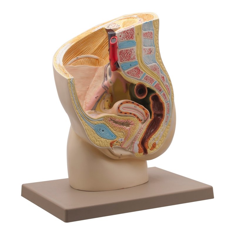 Female Pelvis Section Model Two Parts