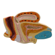 Female Pelvis Section Model Two Parts
