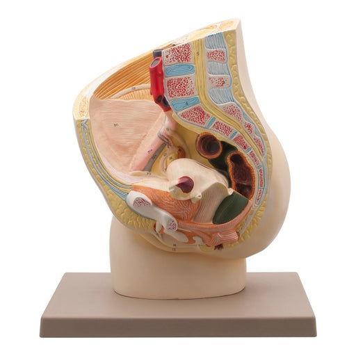 Female Pelvis Section Model Two Parts