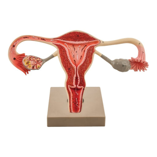 Female Reproductive System 3x Enlarged Cross Section