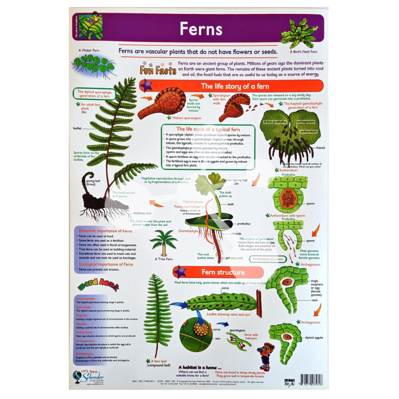 Ferns Wall Chart