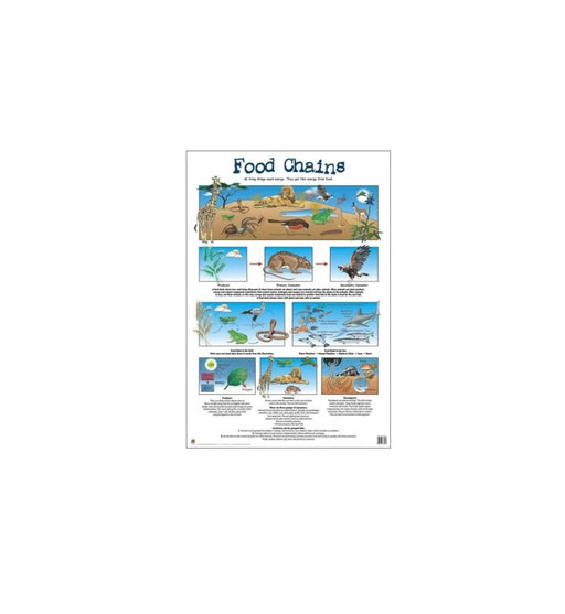 Food Chains - Wall Poster