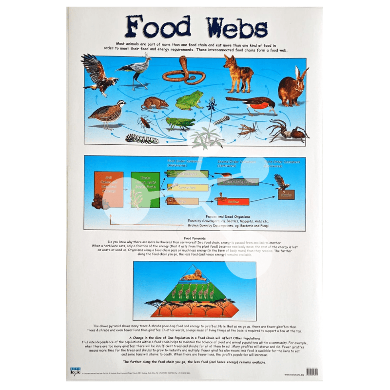 Food Webs Wall Chart