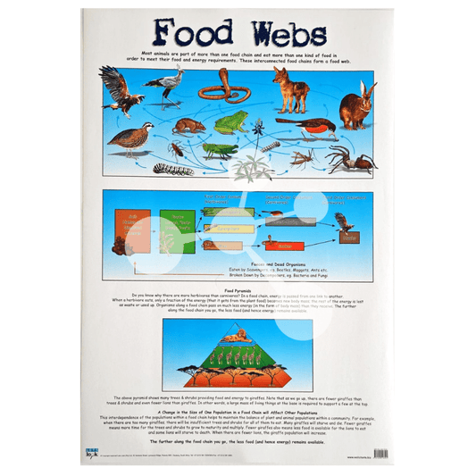 Food Webs Wall Chart