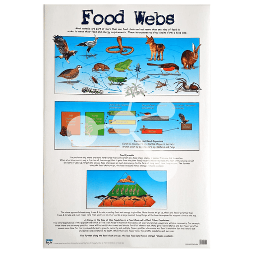 Food Webs Wall Chart