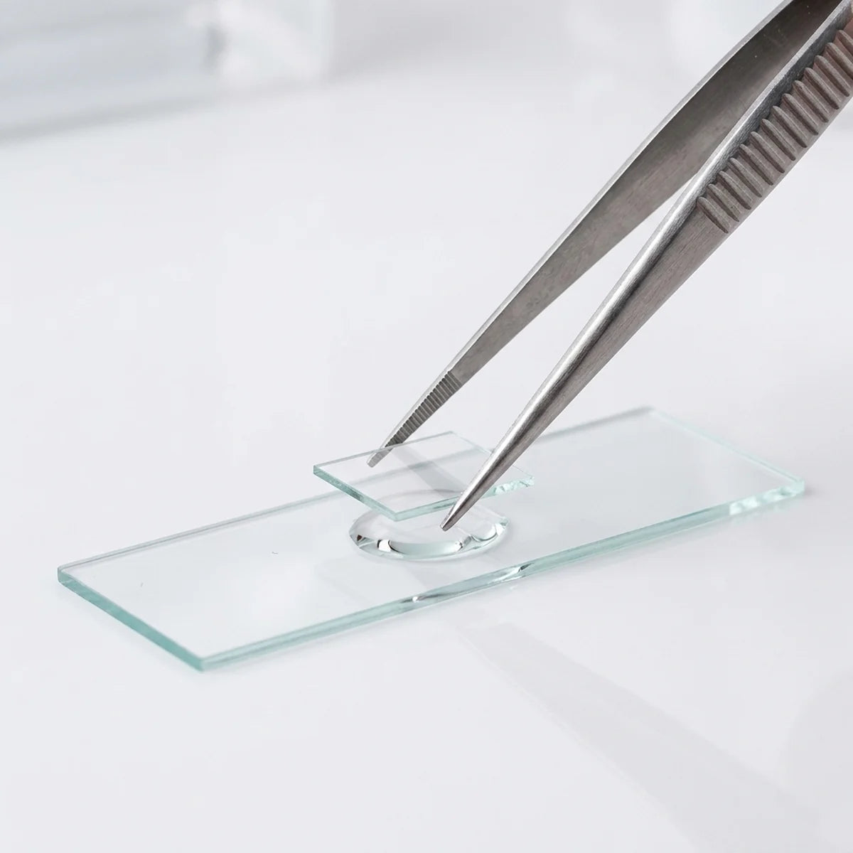 Forceps placing coverslip on microscope slide
