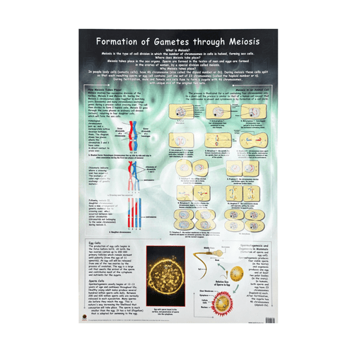 Formation of Gametes through Meiosis Wall Chart
