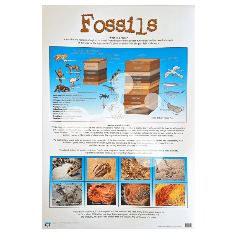 Fossils Wall Chart