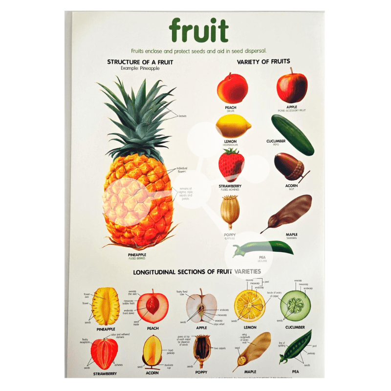 Fruit Wall Chart
