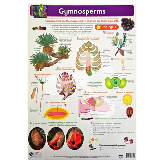Gymnosperms Wall Chart