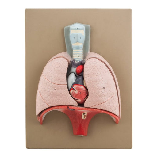 Heart and Lungs Model - 4 Parts