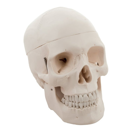 Human Adult Skull Anatomical Model, 3 Part