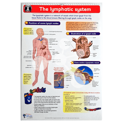 Human Anatomy Flip Chart