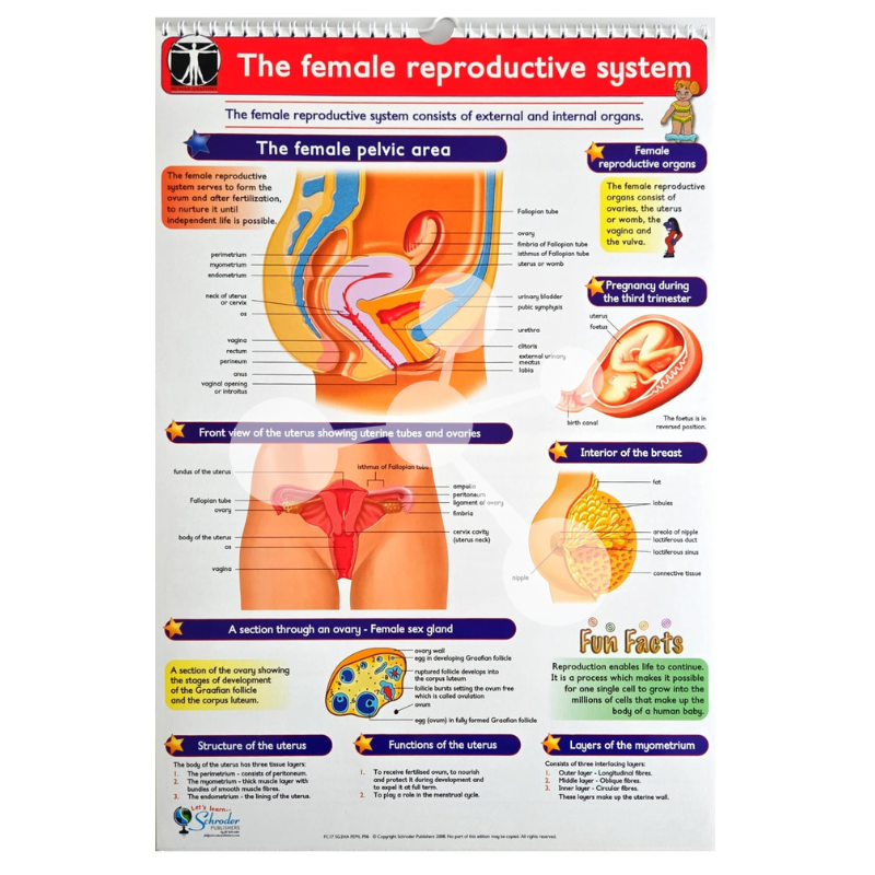 Human Anatomy Flip Chart