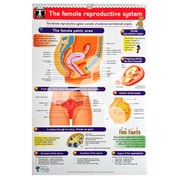 Human Anatomy Flip Chart