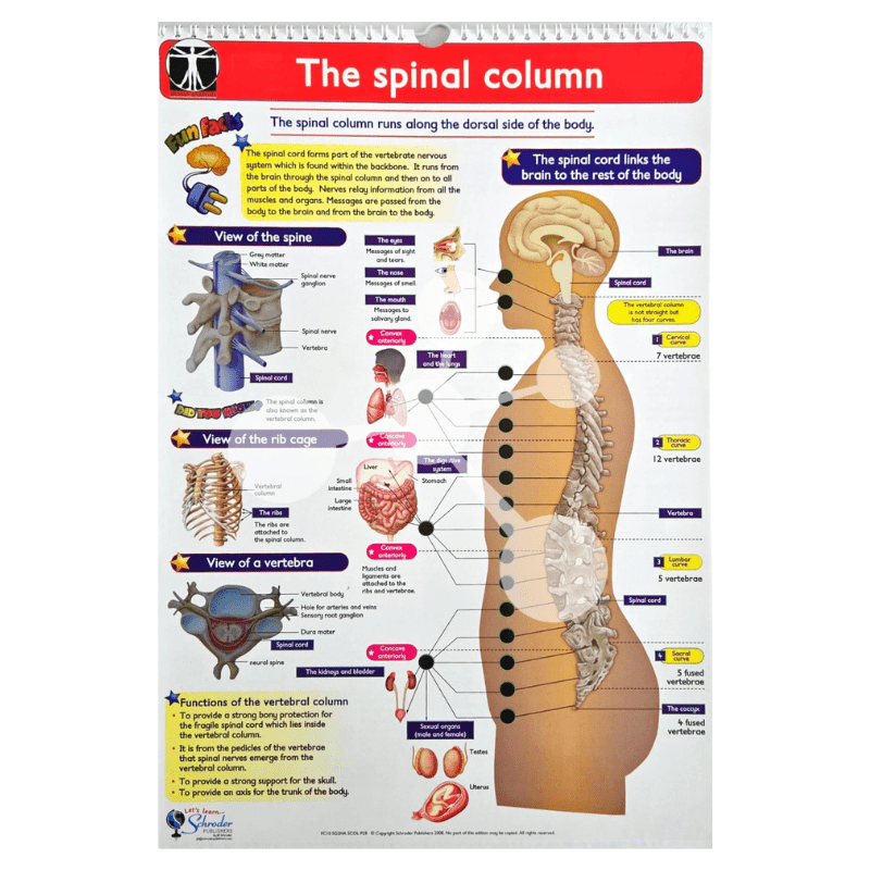 Human Anatomy Flip Chart
