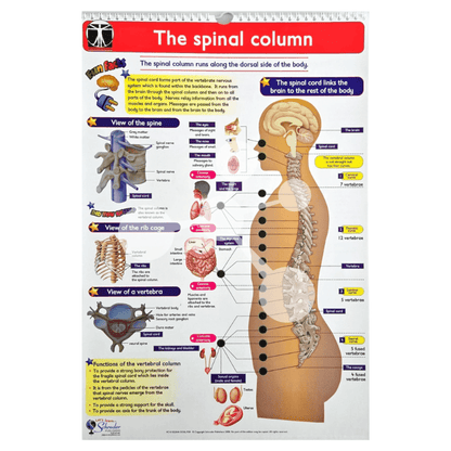 Human Anatomy Flip Chart