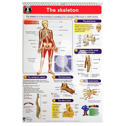 Human Anatomy Flip Chart