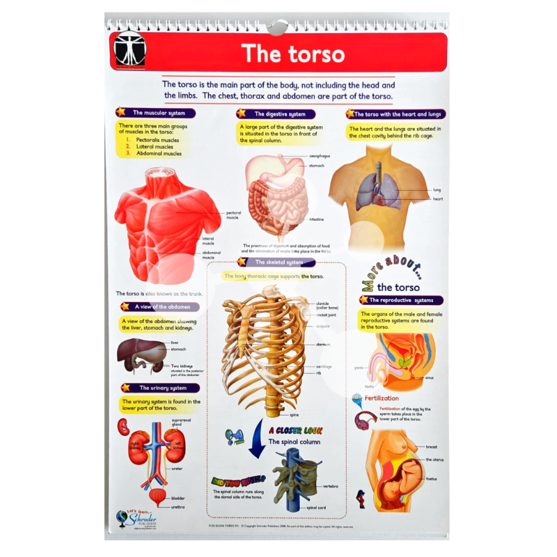 Human Anatomy Flip Chart