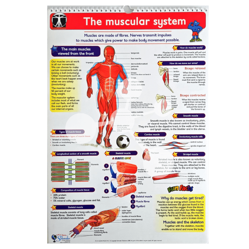 Human Anatomy Flip Chart