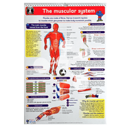 Human Anatomy Flip Chart