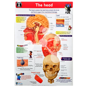 Human Anatomy Flip Chart