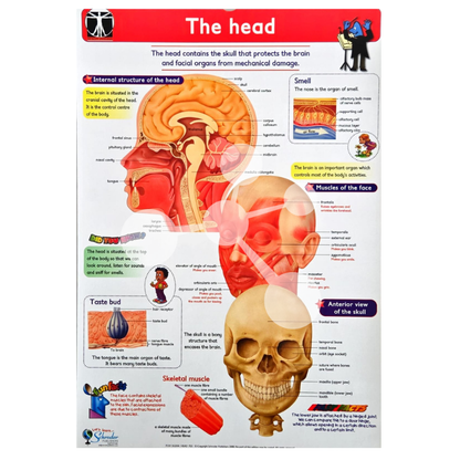Human Anatomy Flip Chart