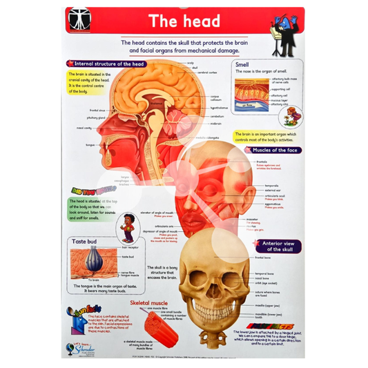 Human Anatomy Flip Chart