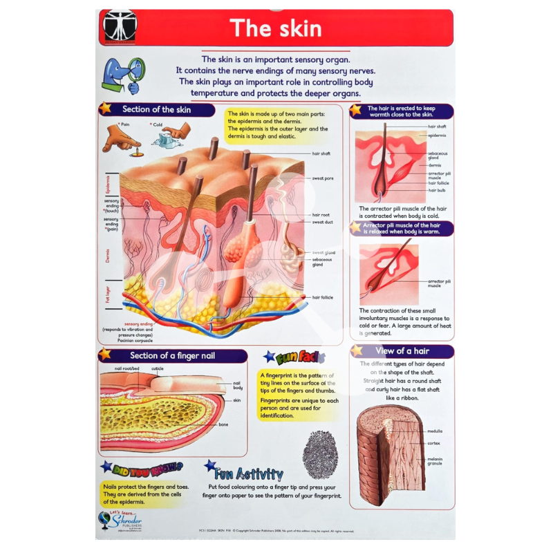 Human Anatomy Flip Chart