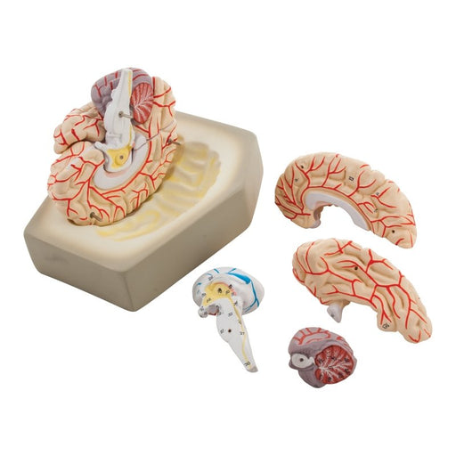 Human Brain with Arteries - 8 Parts