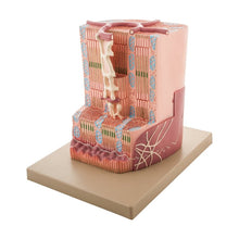 Human Cardiac (Heart) Muscle Model with Ultra Detailed Structures, Greatly Magnified