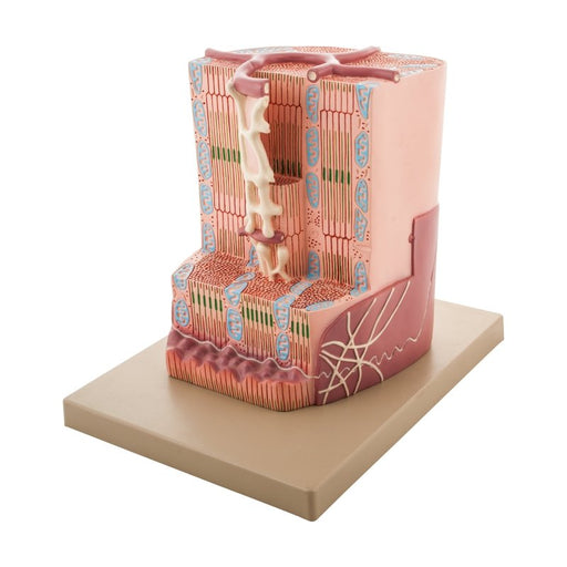 Human Cardiac (Heart) Muscle Model with Ultra Detailed Structures, Greatly Magnified