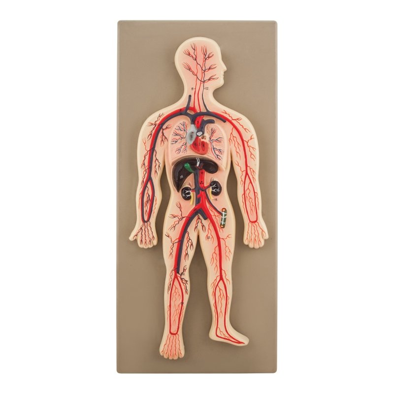 Human Circulatory System Model, Hand Painted