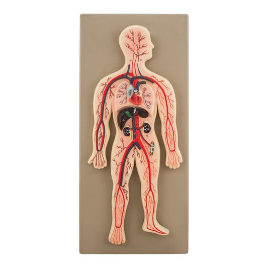 Human Circulatory System Model, Hand Painted