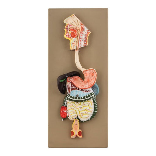 Human Digestive System Model - Half Size - 2 Parts