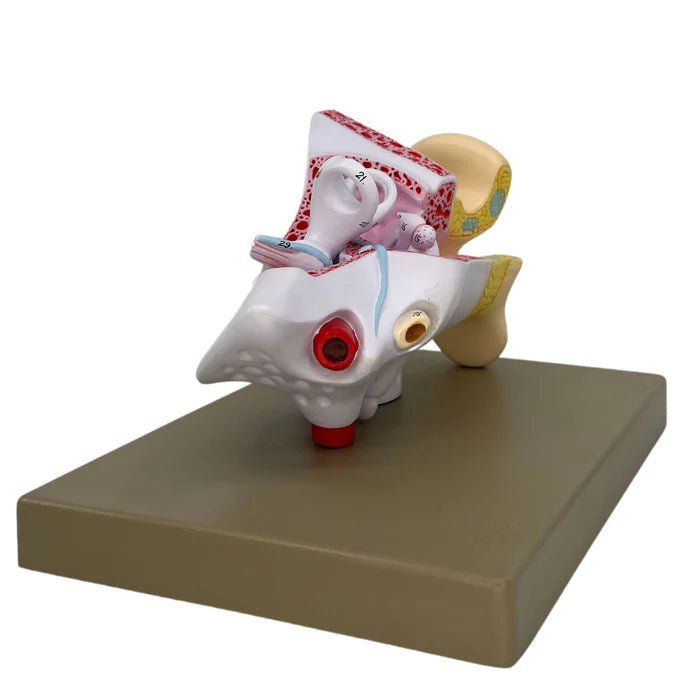 Human Ear Enlarged 3 Times