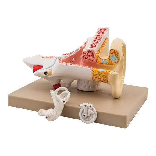 Human Ear Enlarged 3 Times