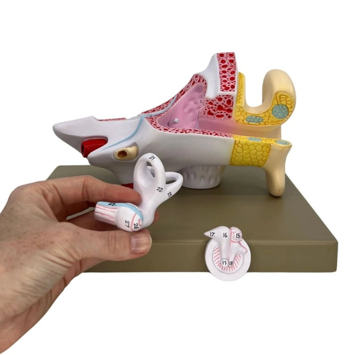 Human Ear Enlarged 3 Times