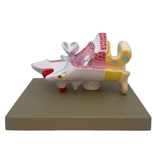 Human Ear Enlarged 3 Times