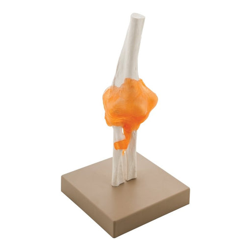 Human Elbow Joint Anatomical Model, Life Size