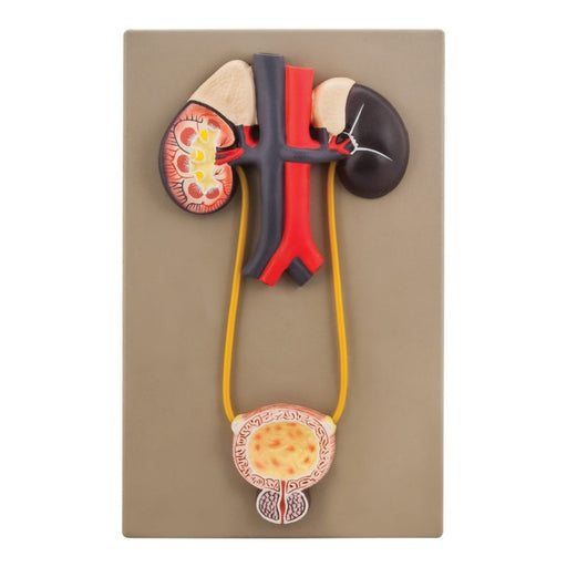 Human Excratory System Model