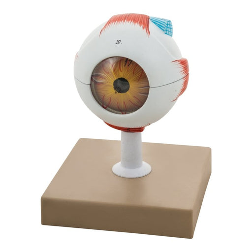 Human Eye Model - 3x Enlarged - 7 Parts