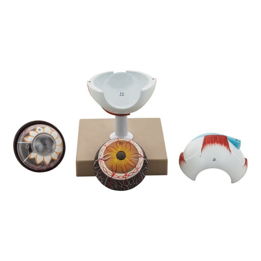 Human Eye Model - 3x Enlarged - 7 Parts