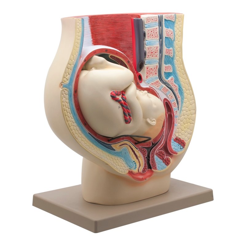 Human Female Pelvis with Full Term Removable Fetus