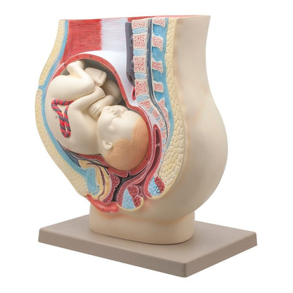 Human Female Pelvis with Full Term Removable Fetus