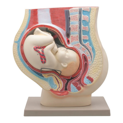 Human Female Pelvis with Full Term Removable Fetus