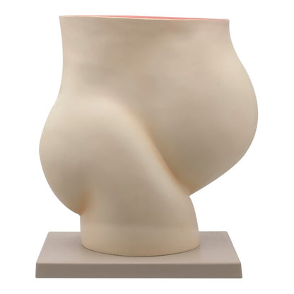Human Female Pelvis with Full Term Removable Fetus