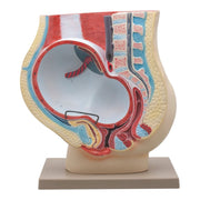 Human Female Pelvis with Full Term Removable Fetus