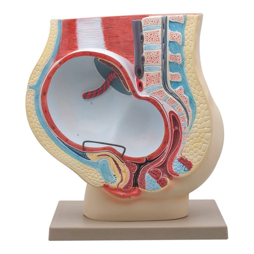 Human Female Pelvis with Full Term Removable Fetus