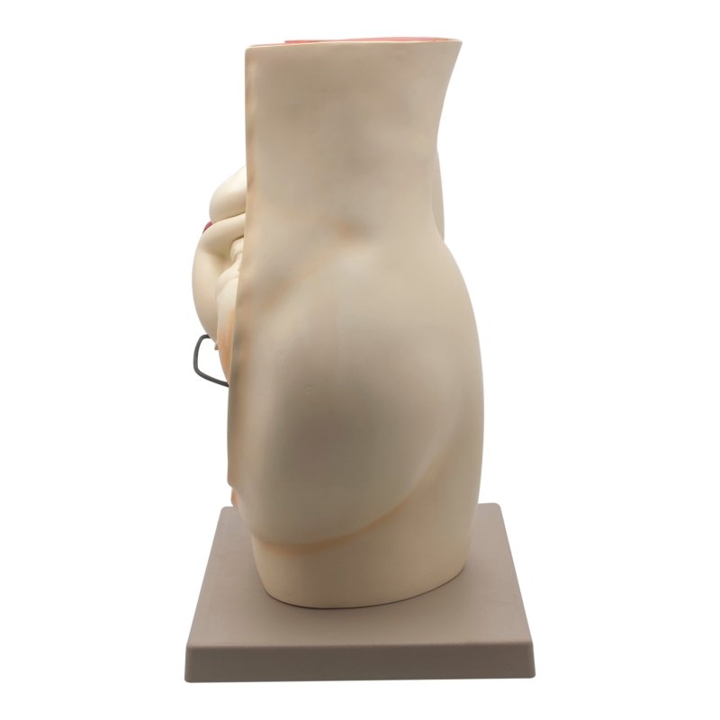Human Female Pelvis with Full Term Removable Fetus